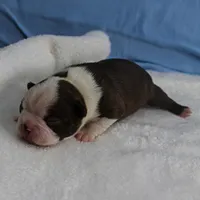 AKC Luna's Seal & White Male Puppy 2, a male Boston Terrier for sale in Mount Olive, NC – Photo 7 of 10