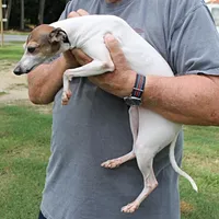 Romeo, Italian Greyhound, a male Greyhound for sale in Mount Olive, NC – Photo 4 of 10