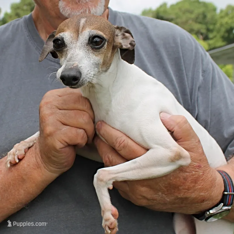 Romeo, Italian Greyhound, a male Greyhound for sale in Mount Olive, NC – Photo 1 of 10