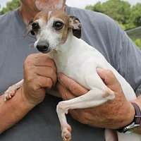 Romeo, Italian Greyhound, a male Greyhound for sale in Mount Olive, NC – Photo 1 of 10