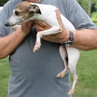 Romeo, Italian Greyhound, a male Greyhound for sale in Mount Olive, NC – Photo 5 of 10
