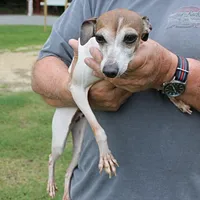 Romeo, Italian Greyhound, a male Greyhound for sale in Mount Olive, NC – Photo 2 of 10