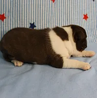 AKC Luna's Female Puppy 1, a female Boston Terrier for sale in Mount Olive, NC – 8 of 10