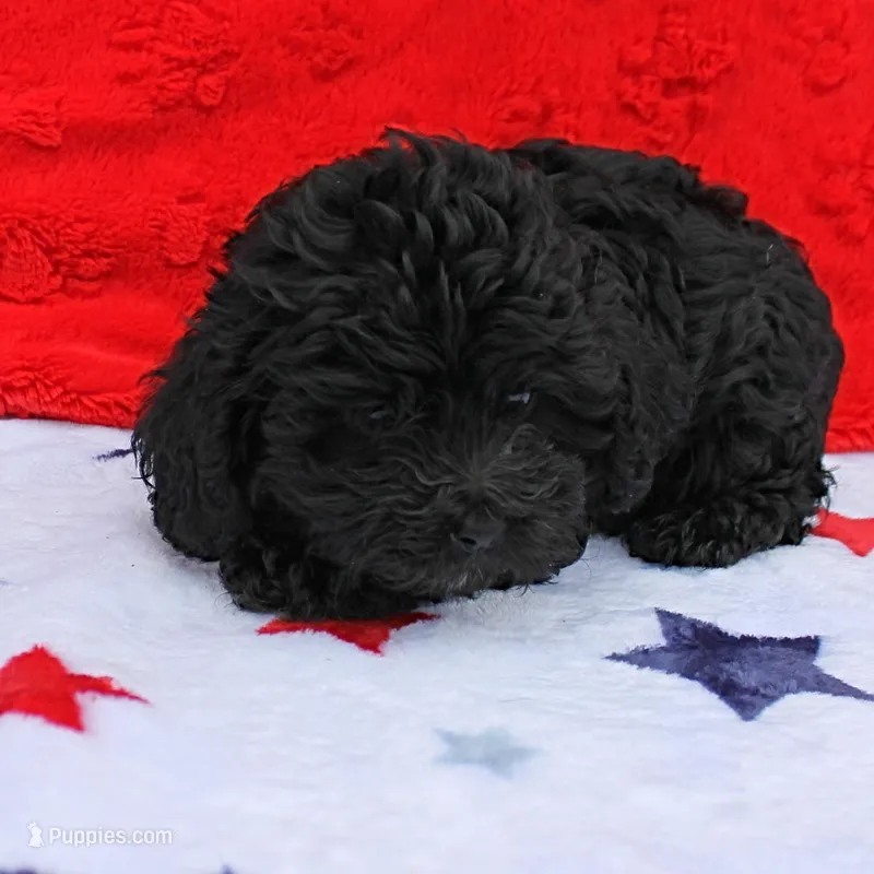 Tinker's Black Female 1 – Cockapoo puppy for sale in Mount Olive, NC