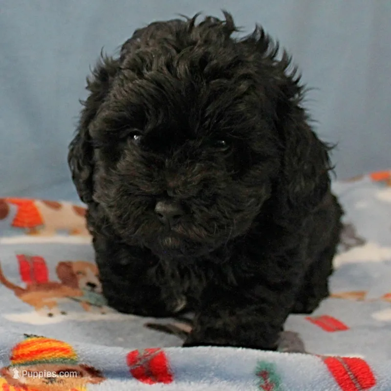 Tinker's Black Female 1