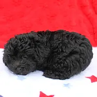 Tinker's Black Female 1, a female Cockapoo for sale in Mount Olive, NC – Photo 4 of 10