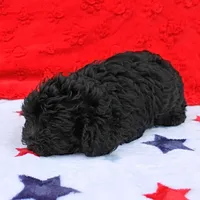 Tinker's Black Female 1, a female Cockapoo for sale in Mount Olive, NC – Photo 5 of 10