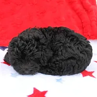 Tinker's Black Female 1, a female Cockapoo for sale in Mount Olive, NC – Photo 7 of 10