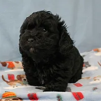 Tinker's Black Female 1, a female Cockapoo for sale in Mount Olive, NC – Photo 3 of 10