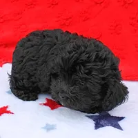 Tinker's Black Female 1, a female Cockapoo for sale in Mount Olive, NC – Photo 3 of 10