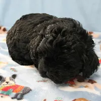Tinker's Black Female 1, a female Cockapoo for sale in Mount Olive, NC – Photo 7 of 10