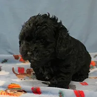 Tinker's Black Female 1, a female Cockapoo for sale in Mount Olive, NC – Photo 4 of 10