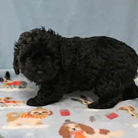 Tinker's Black Female 1, a female Cockapoo for sale in Mount Olive, NC – Photo 9 of 10