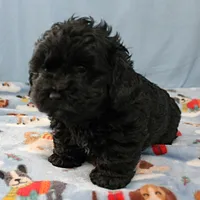 Tinker's Black Female 1, a female Cockapoo for sale in Mount Olive, NC – Photo 10 of 10