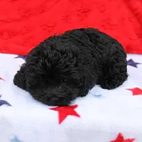 Tinker's Black Female 1, a female Cockapoo for sale in Mount Olive, NC – Photo 6 of 10