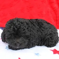 Tinker's Black Female 1, a female Cockapoo for sale in Mount Olive, NC – Photo 8 of 10