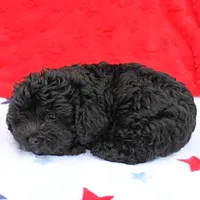 Tinker's Black Female 1, a female Cockapoo for sale in Mount Olive, NC – Photo 2 of 10