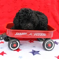 Tinker's Black Female 1, a female Cockapoo for sale in Mount Olive, NC – Photo 10 of 10