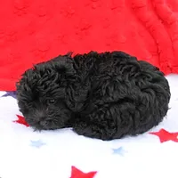 Tinker's Black Female 1, a female Cockapoo for sale in Mount Olive, NC – Photo 9 of 10