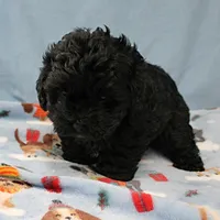 Tinker's Black Female 1, a female Cockapoo for sale in Mount Olive, NC – Photo 8 of 10
