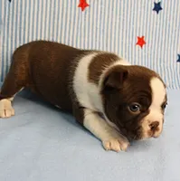 AKC Luna's Female Puppy 1, a female Boston Terrier for sale in Mount Olive, NC – 10 of 10