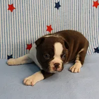 AKC Luna's Female Puppy 1, a female Boston Terrier for sale in Mount Olive, NC – 6 of 10