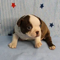 AKC Luna's Seal & White Male Puppy 2, a male Boston Terrier for sale in Mount Olive, NC – 2 of 10