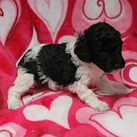 Patsy's Black w/White Female 1, a female Cockapoo for sale in Mount Olive, NC – Photo 2 of 6