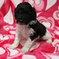 Patsy's Black w/White Female 1, a female Cockapoo for sale in Mount Olive, NC – Photo 3 of 6