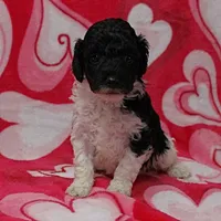 Patsy's Black w/White Female 1, a female Cockapoo for sale in Mount Olive, NC – Photo 4 of 6