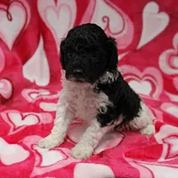 Patsy's Black w/White Female 1, a female Cockapoo for sale in Mount Olive, NC – Photo 6 of 6