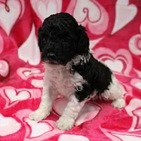 Patsy's Black w/White Female 1, a female Cockapoo for sale in Mount Olive, NC – Photo 5 of 6