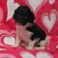 Patsy's Black w/White Female 1, a female Cockapoo for sale in Mount Olive, NC – Photo 1 of 6