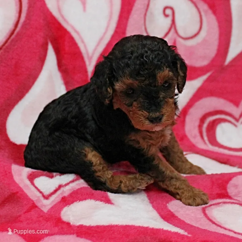 Patsy's Black & Tan Male 2