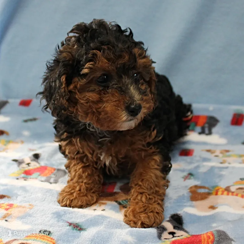 Patsy's Black & Tan Male 2