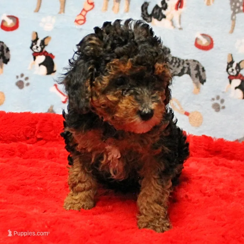 Patsy's Black & Tan Male 2