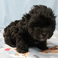 Tinker's Black Male 2, a male Cockapoo for sale in Mount Olive, NC – Photo 9 of 10