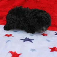 Tinker's Black Male 2, a male Cockapoo for sale in Mount Olive, NC – Photo 9 of 10