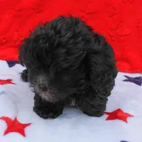 Tinker's Black Male 2, a male Cockapoo for sale in Mount Olive, NC – Photo 8 of 10