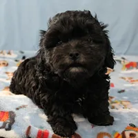 Tinker's Black Male 2, a male Cockapoo for sale in Mount Olive, NC – Photo 10 of 10