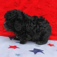 Tinker's Black Male 2, a male Cockapoo for sale in Mount Olive, NC – Photo 3 of 10