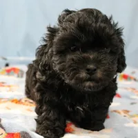 Tinker's Black Male 2, a male Cockapoo for sale in Mount Olive, NC – Photo 8 of 10