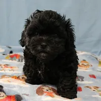 Tinker's Black Male 2, a male Cockapoo for sale in Mount Olive, NC – Photo 2 of 10