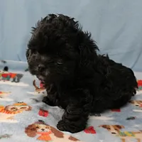 Tinker's Black Male 2, a male Cockapoo for sale in Mount Olive, NC – Photo 5 of 10
