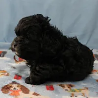 Tinker's Black Male 2, a male Cockapoo for sale in Mount Olive, NC – Photo 3 of 10