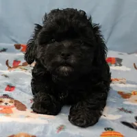 Tinker's Black Male 2, a male Cockapoo for sale in Mount Olive, NC – Photo 7 of 10