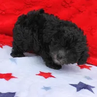 Tinker's Black Male 2, a male Cockapoo for sale in Mount Olive, NC – Photo 1 of 10
