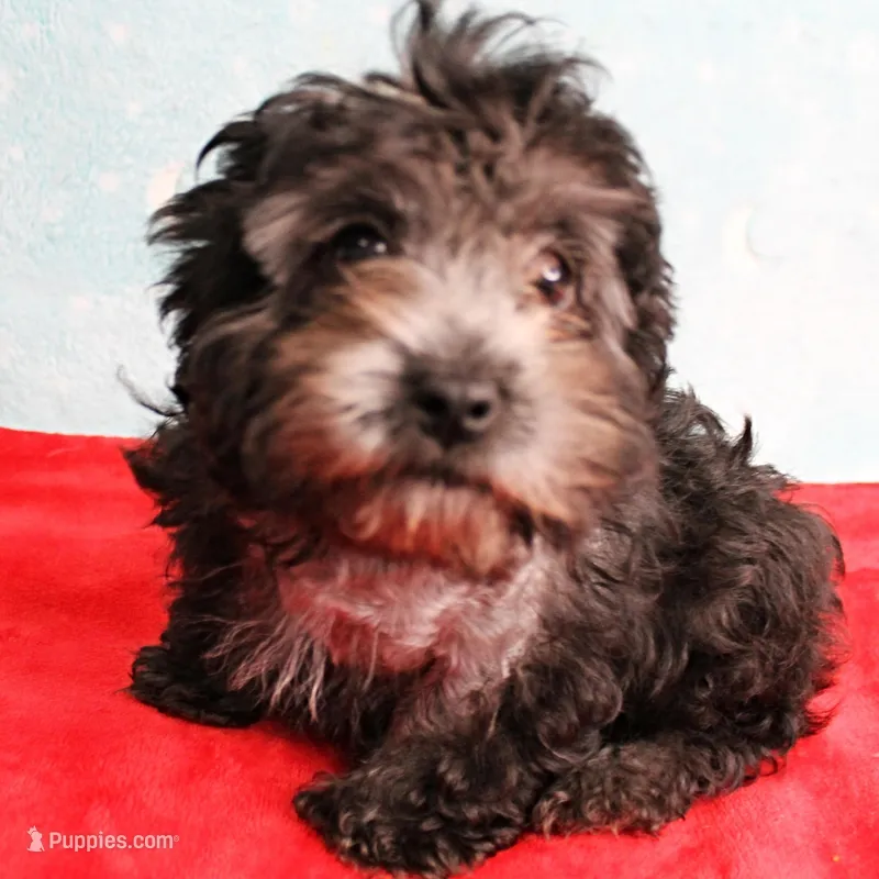 Tinker's Silver Male 2 – Cockapoo puppy for sale in Mount Olive, NC