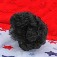Tinker's Black Male 2, a male Cockapoo for sale in Mount Olive, NC – Photo 4 of 10