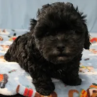 Tinker's Black Male 2, a male Cockapoo for sale in Mount Olive, NC – Photo 1 of 10